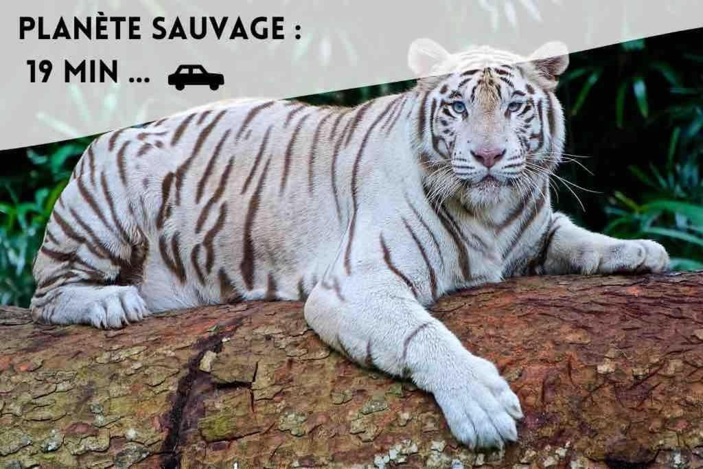 Le Dolce Διαμέρισμα Bouguenais Εξωτερικό φωτογραφία
